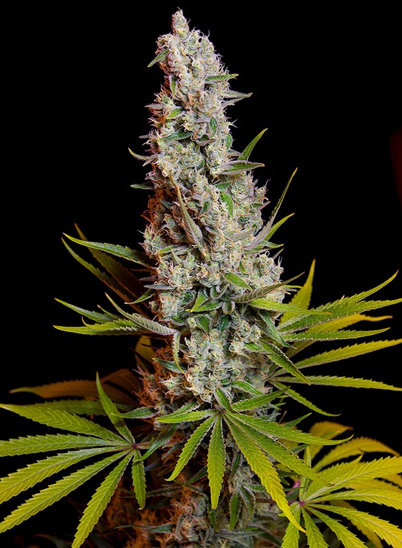 Exiled Kush