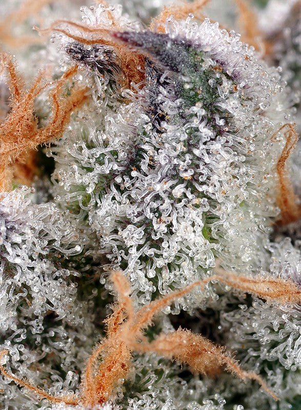 Exiled Kush