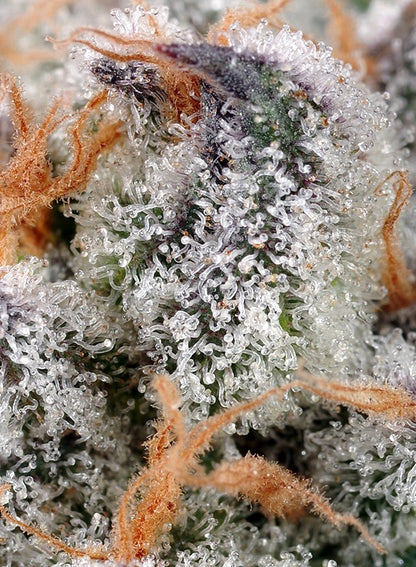 Exiled Kush