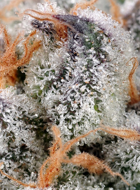 Exiled Kush