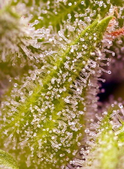 7th Sin Kush