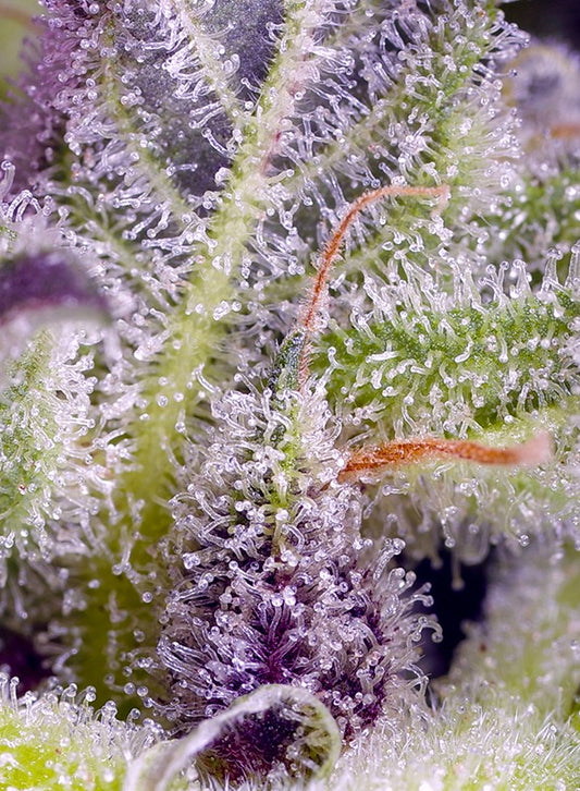 Lilith’s Breath®