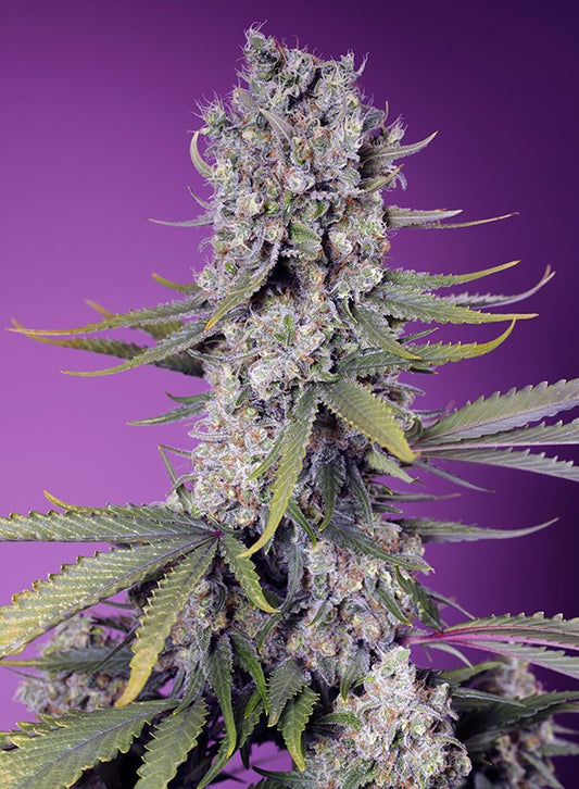Lilith’s Breath®