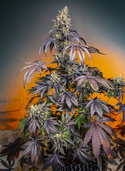 Lucid Flower®
