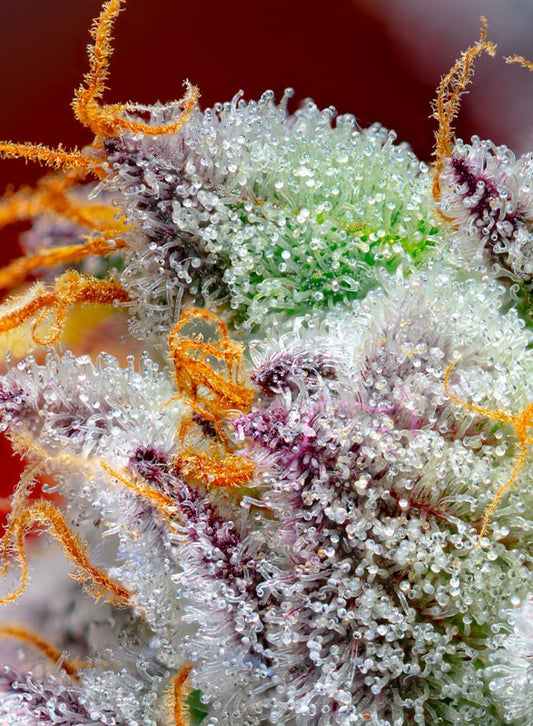 Lucid Flower®