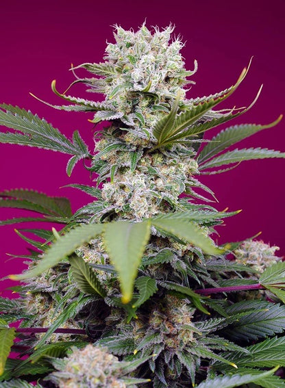 7th Sin Kush